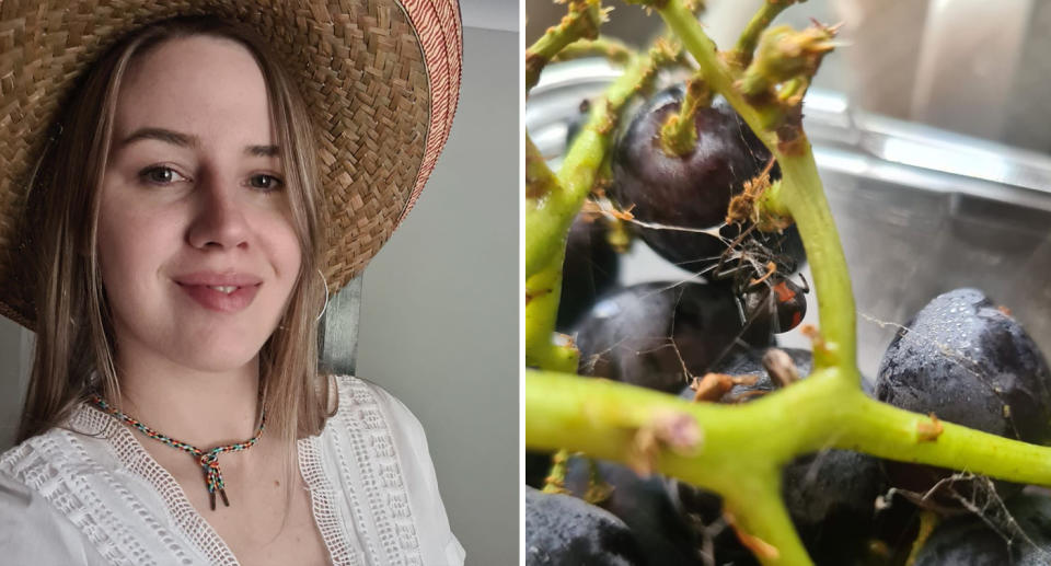 Woolworths customer Lani Neil, left, and right a redback spider among a punnet of Woolworths black grapes.