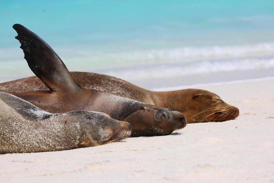 Get up close to wildlife in the Galapagos Islands