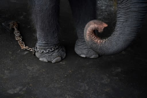 Separated from their mothers, jabbed with metal hooks, and sometimes deprived of food -- Thai elephants are tamed by force before being sold to lucrative tourism sites