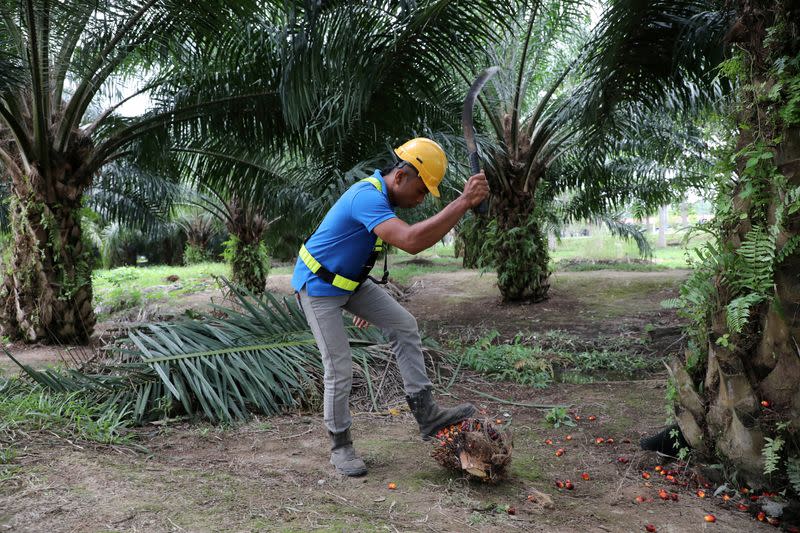 FILE PHOTO: A Sime Darby Plantation worker collects palm oil fruits at a plantation in Pulau Carey