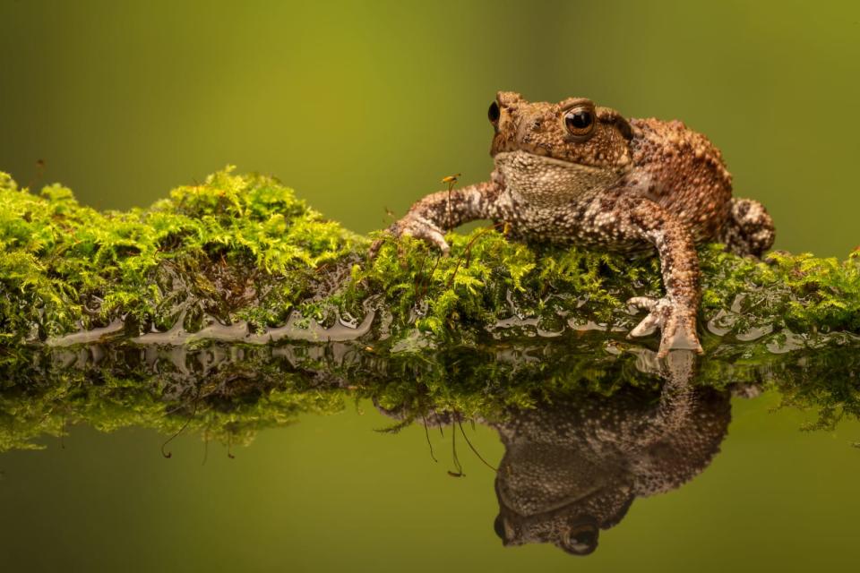 A wild common toad sitting on a mossy log