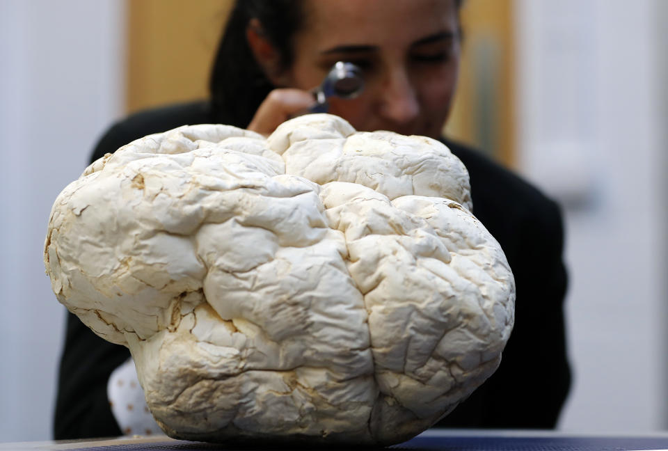 Scientist Laura Martinez-Suz examines the Calvatia Gigantea fungus, one of the biggest once also called puffball, at Kew Gardens' fungarium in London, Tuesday, Sept. 11, 2018. Kew's first ever State of the World's Fungi report, is the first of its kind outlining the global state of fungi, reveals how important fungi are to all life on Earth. From those that cause havoc, to those that can heal and provide security to communities across the world, it presents the major issues affecting their diversity and abundance. (AP Photo/Frank Augstein)