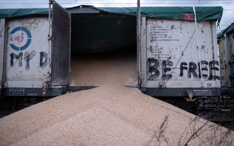 Piles of corn lying on the ground near train cars in the village of Kotomierz, Kuyavian-Pomeranian region, Poland