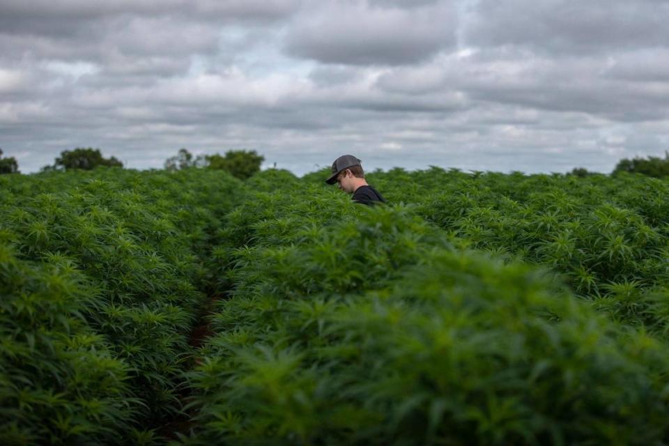 Amos Phillips,18, walks through a field of hemp on his family’s farm in Owen County, Ky., on Thursday, June 22, 2023.
