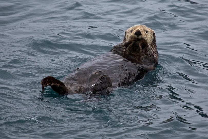 sea-otter-1405976_1280