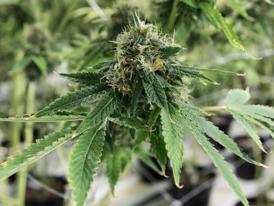 Despite promises to get medical marijuana on the NHS, progress has been bafflingly slow. Why?