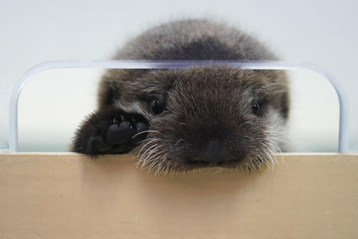 Кученце от морска видра, намерено само в Аляска, има нов дом в аквариума Shedd в Чикаго