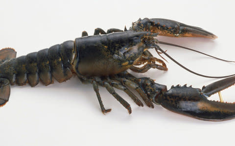 American Lobster (Homarus americanus), similar to the ones released in the Channel - Credit: Dorling Kindersley