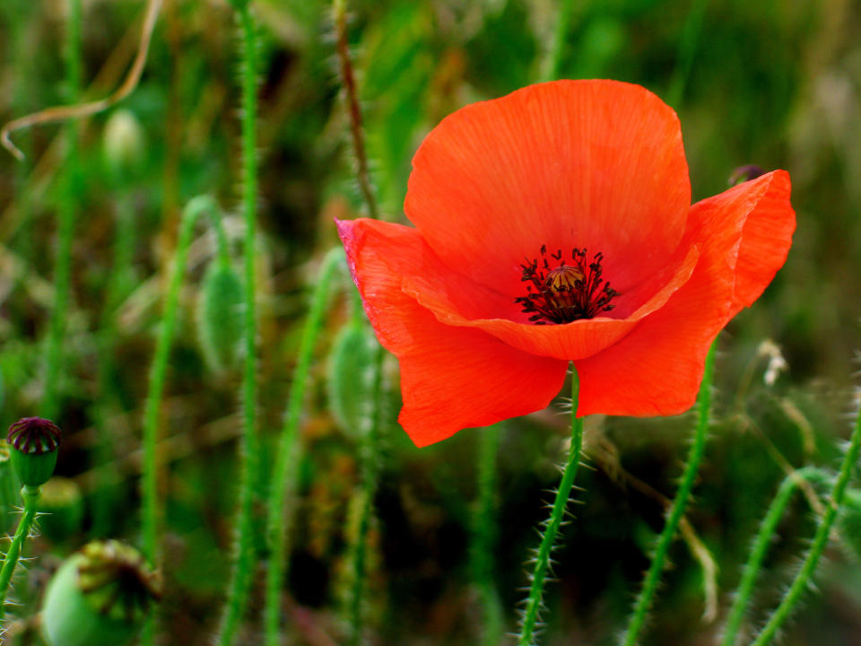 Klatschmohn wird auch als Tee oder Salat verzehrt. (Bild: Getty Images / Gary Page)