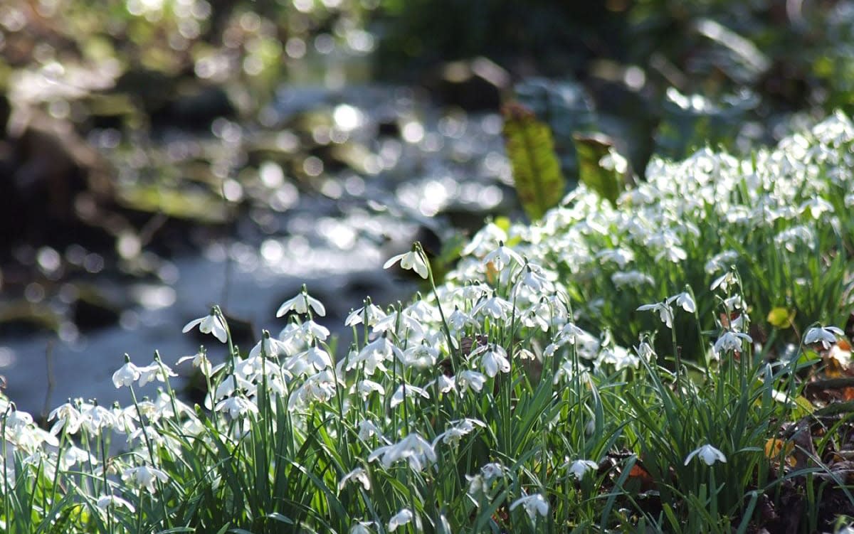 Snowdrops at Cambo House in Fife - 