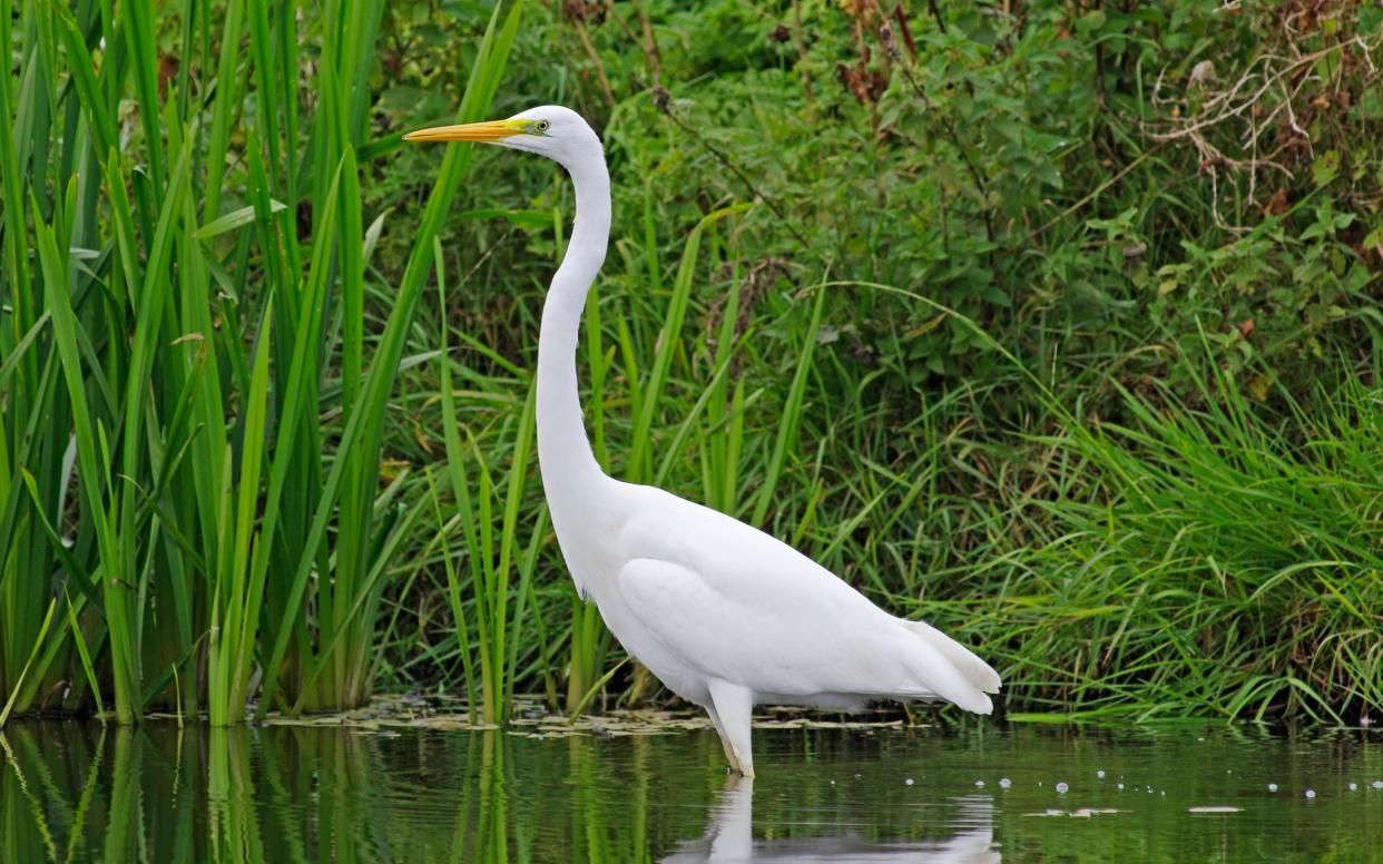 The heron-sized bird was seen regularly in almost every part of England and Wales - Moment RF/ Gary Chalker