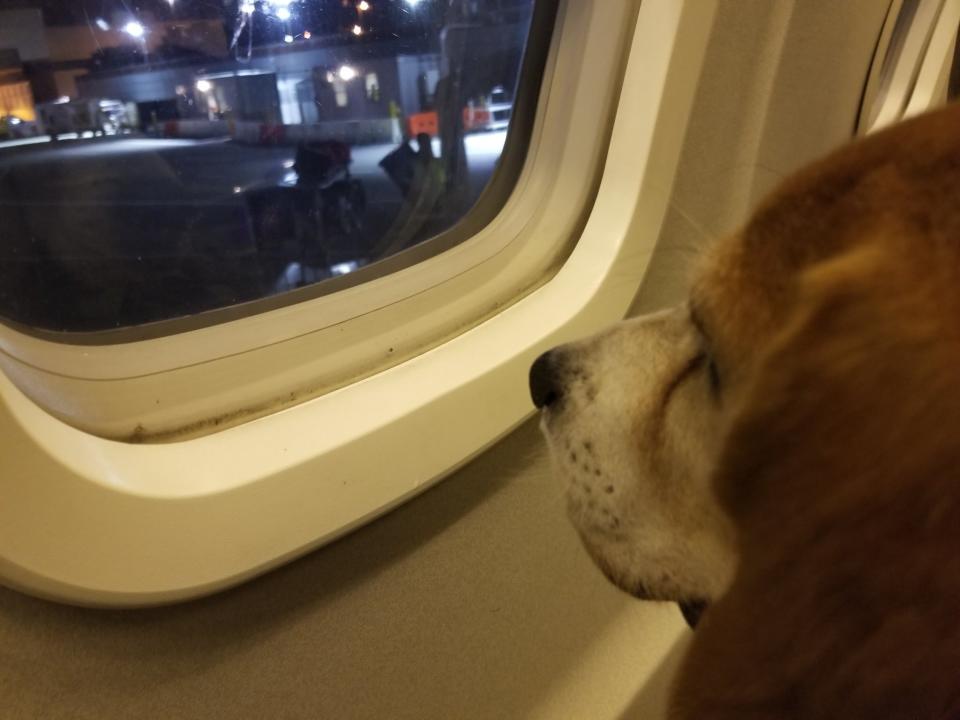 Shiloh looks out a plane window. (Photo: Jennifer Caroccio Maldonado)