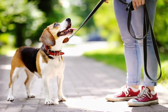 Dog staring up at woman holding its leash