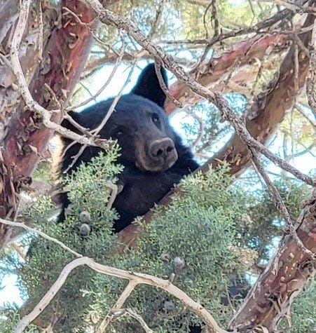 The male juvenile bear found temporary refuge in a tree on the city's west side.