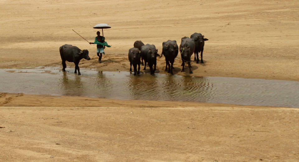 Las olas de calor golpeará la producción de alimentos en zonas rurales (AP Foto/Biswaranjan Rout)