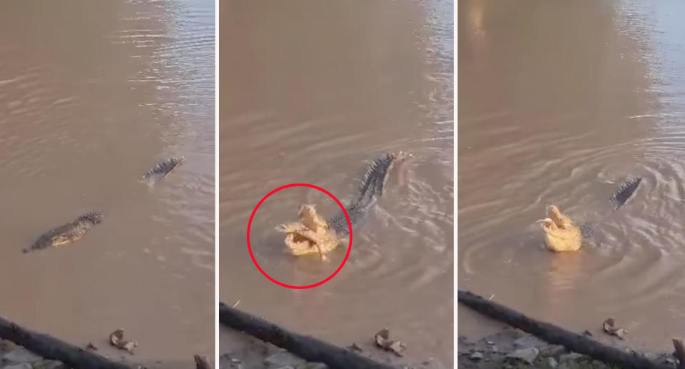 Three still frames from a video showing a crocodile eating a dead baby shark in the Fitzroy River in Rockhampton, Queensland.