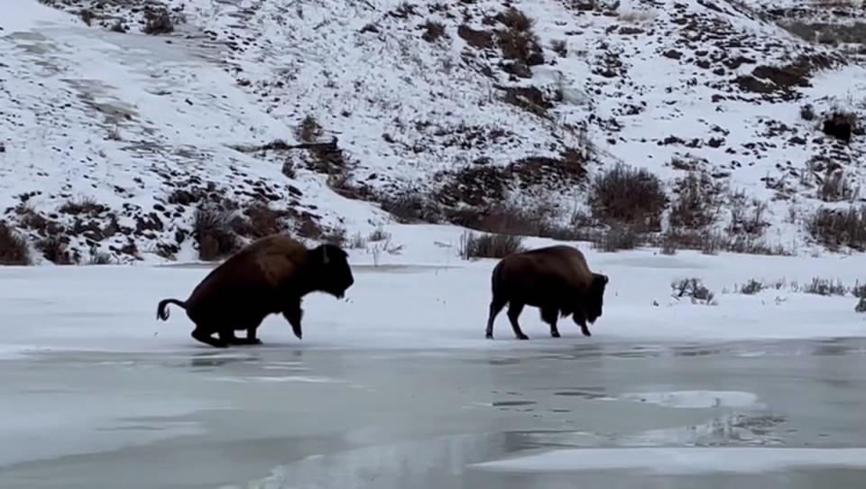 A pair of bison navigating an icy lake at Yellowstone National Park. A man was injured and arrested after he allegedly kicked a bison in the park in late April (Creekside at Yellowstone)