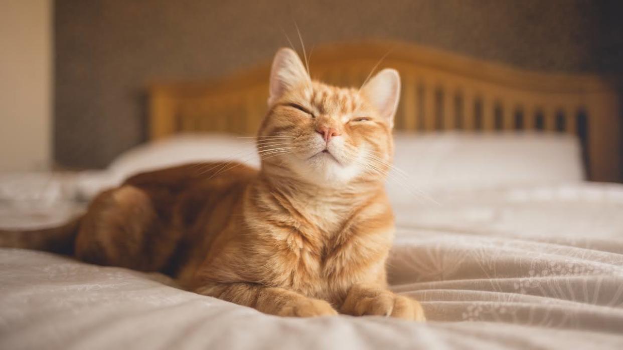  Cat looking happy on bed. 