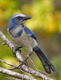 Florida Scrub Jay