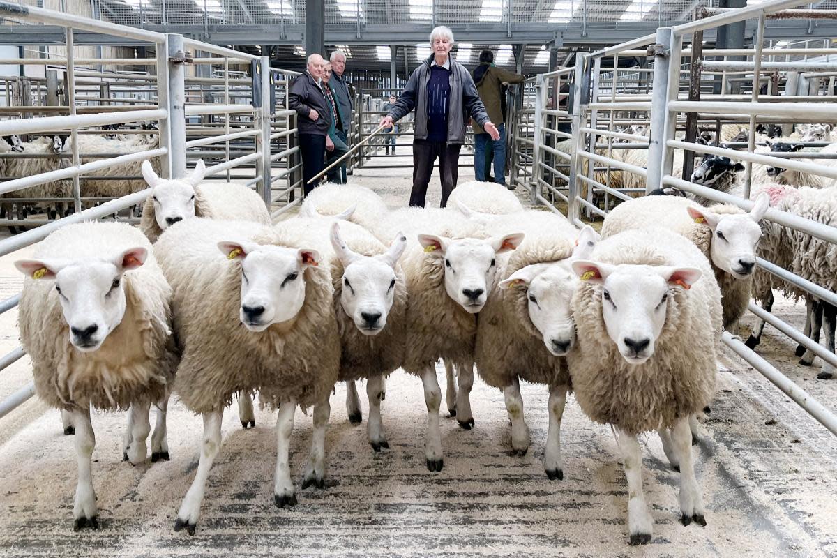 Ken Gamble with the 1st prize Continental geld hoggs at CCM Skipton <i>(Image: Robin Moule)</i>