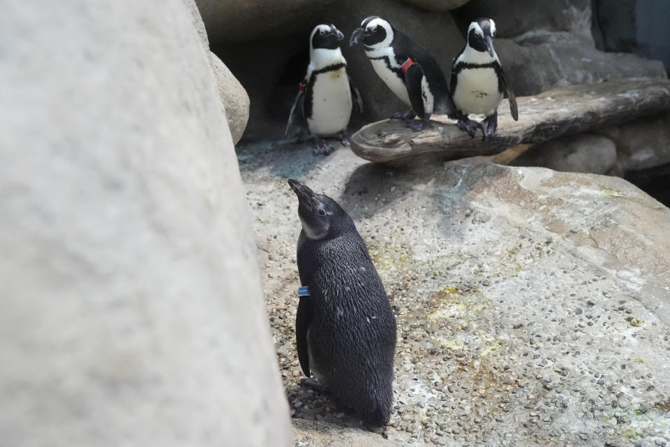 One-year old African penguin chick Ozzie, foreground, sits in the California Academy of Sciences penguin exhibit in San Francisco, Thursday, Feb. 8, 2024. The museum in San Francisco's Golden Gate Park has a bounty of African penguin chicks after 10 hatched in just over a year as part of an effort to conserve the endangered bird. (AP Photo/Jeff Chiu)