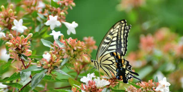 the butterfly in the photo is papilio xuthus, or commonly called asian swallowtail, which can be found in east asia and other parts of asia
the flower is abelia × grandiflora, which is a cross between a chinensis and a uniflora it is a rounded, spreading, multi stemmed shrub in the honeysuckle family the plant features clusters of white to pink, bell shaped flowers which appear in the upper leaf axils and stem ends over a long period from late spring to autumn flowers are fragrant