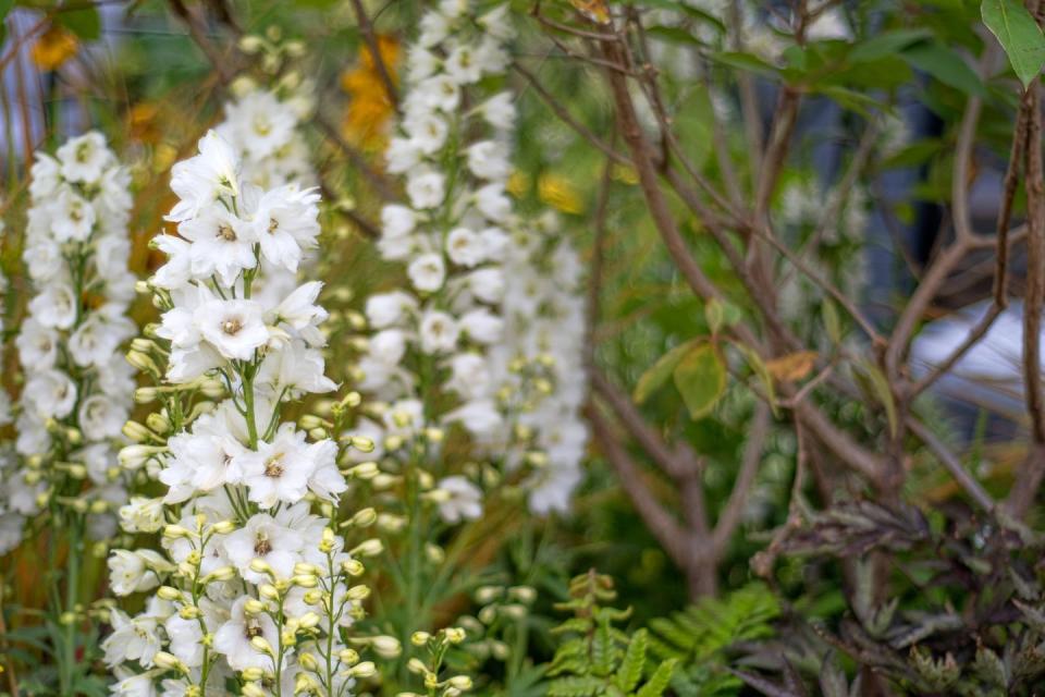 best white flowers delphinium
