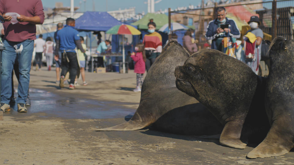 Mammals,07-04-2024,The New Wild,2 - The New Wild,Bold South American sealions, wait to be given fish at the markets in Chile,BBC Studios,Screen Grab