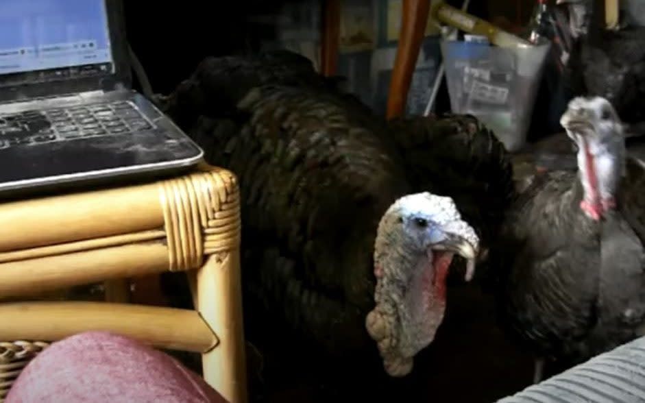 Neighbours called in police after complaints about the smell and loud gobbling noises made by the turkeys
