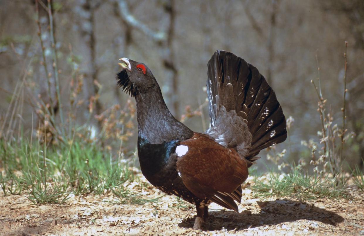 Ejemplar de urogallo cantábrico. <a href="https://www.shutterstock.com/es/image-photo/male-specimen-cantabrian-capercaillie-tetrao-urogallus-1898693068" rel="nofollow noopener" target="_blank" data-ylk="slk:Cesar J. Pollo / Shutterstock;elm:context_link;itc:0;sec:content-canvas" class="link ">Cesar J. Pollo / Shutterstock</a>