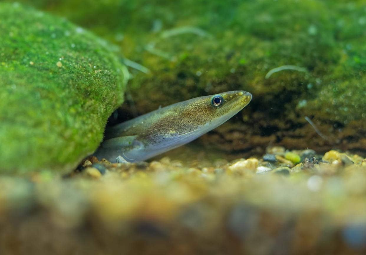 <a href="https://www.shutterstock.com/es/image-photo/european-eel-anguilla-species-snakelike-catadromous-1569398527" rel="nofollow noopener" target="_blank" data-ylk="slk:Martin Pelanek/Shutterstock;elm:context_link;itc:0;sec:content-canvas" class="link ">Martin Pelanek/Shutterstock</a>