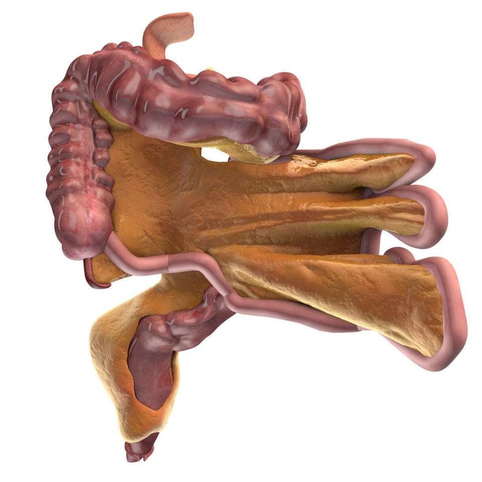 The mesentery (yellow) connects the small and large intestines (pink). <cite> Dara Walsh, Medical Illustrator, University of Limerick, Ireland and Dr. Calvin Coffey.</cite>