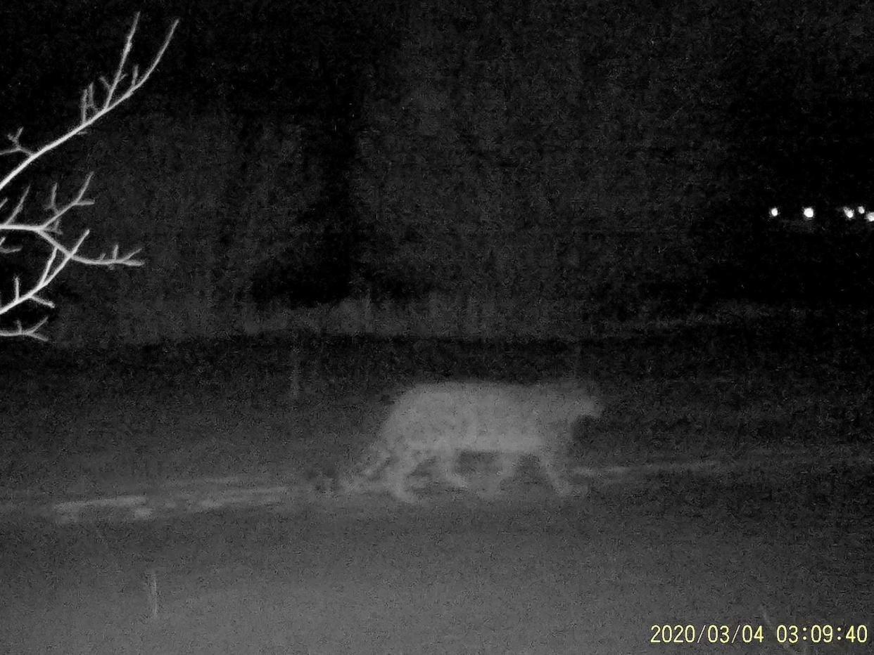 A snow leopard is filmed on a camera trap in Ile-Alatau National Park in the mountains near Almaty, Kazakhstan: via REUTERS