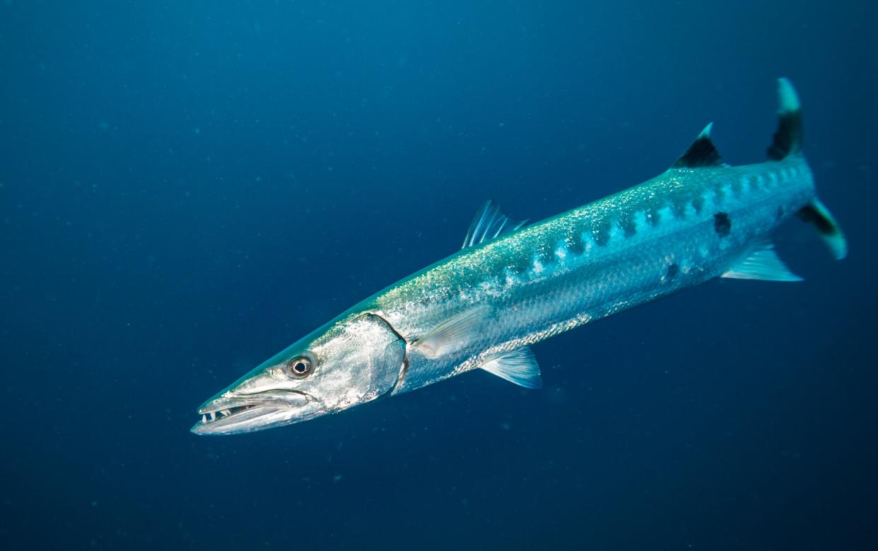 barracuda exotic fish