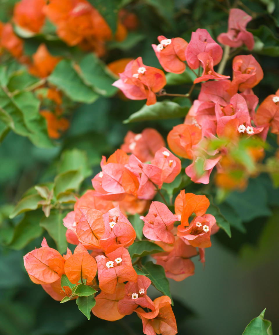 orange flowering bougainvillea vine