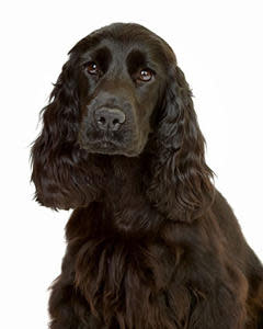 File photo of Cocker Spaniel (Thinkstock)