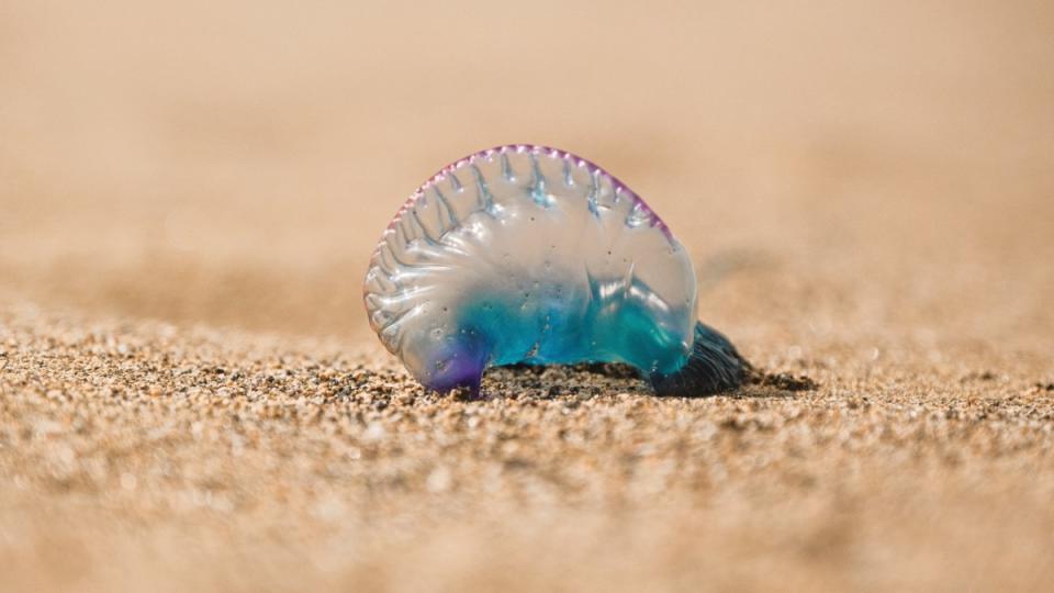 藍龍本身以毒水母為食，因此體內含有劇毒。（圖／翻攝自Unsplash）