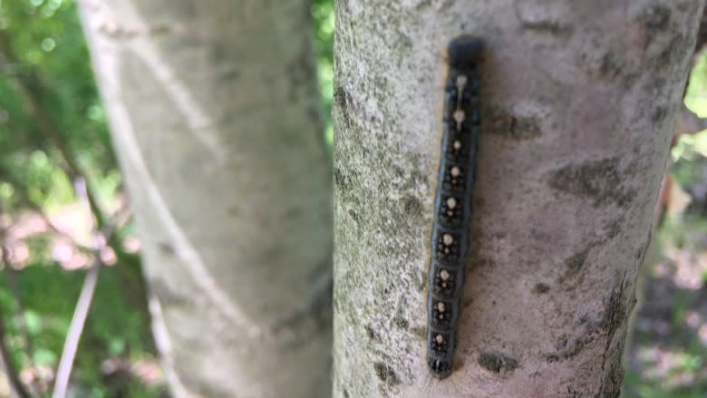 'Tell people not to panic': Experts say Canada's caterpillar and worm infestation will end