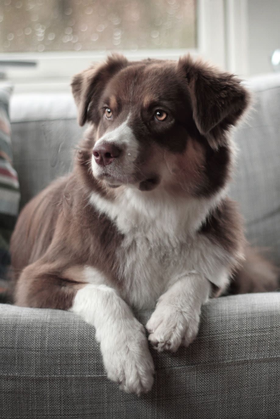 2) Border Collie