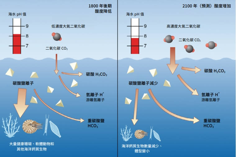 海洋酸化過程示意圖，摘自《30x30 熱「浪」來襲：氣候危機當前，海洋保護刻不容緩》報告（中文版）。
