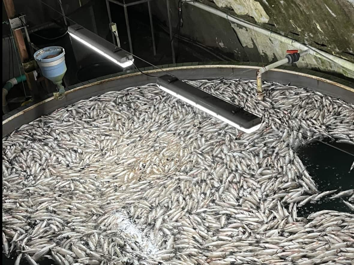 It takes Pisciculture Acadienne two years to amass enough fish to make the aquaculture operation viable. (Submitted by Emmanuel Chiasson/Pisciculture Acadienne - image credit)