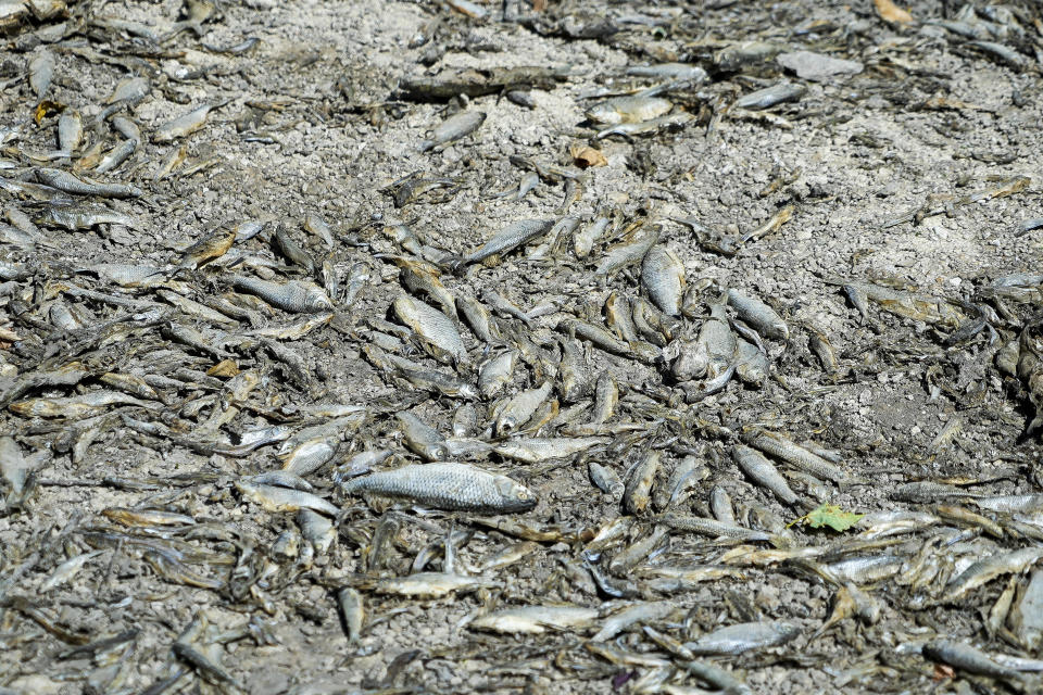 Dead fish lay on the dried-up bed of the river Tille in Lux, France, August 9, 2022. Burgundy, home to the source of the Seine river that runs through Paris, is normally a very green region, but not this year. / Credit: Nicholas Garriga/AP