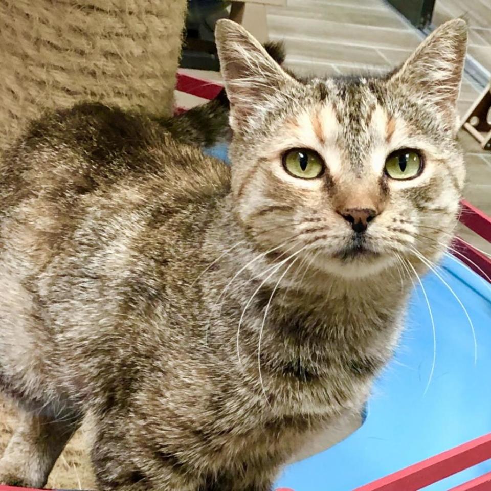 Hopscotch is a very affectionate, mellow young lady who longs for a warm lap to sit in. She is comfortable with other cats and loves to watch birds from a sunny cat tree on the screened patio. She's playful and likes feather wand toys and catnip toys. Hopscotch has feline immunodeficiency virus (FIV) and is missing several teeth, but she is an active, loving cat and is not on any medication. Her favorite treat is rotisserie chicken. Stop by SPCA Florida and meet Hopscotch.