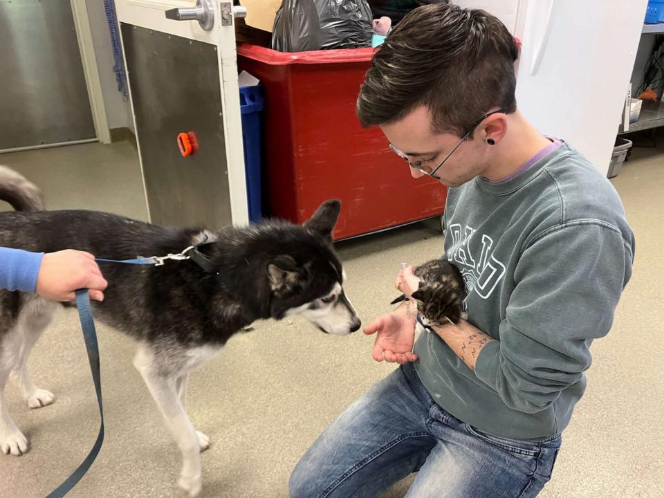 PHOTO: Bret Michaels the dog was able to donate some of his canine blood to a kitten named Thorn who was anemic and needed a blood transfusion. (Nebraska Humane Society)