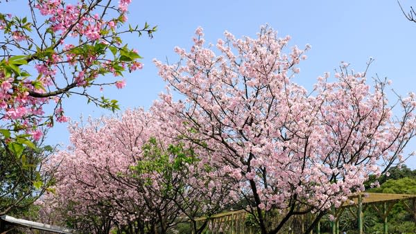 三芝也是北部的著名賞櫻勝地，其中青山路櫻花大道、三生步道最為知名。圖：三芝區公所／提供（資料照）