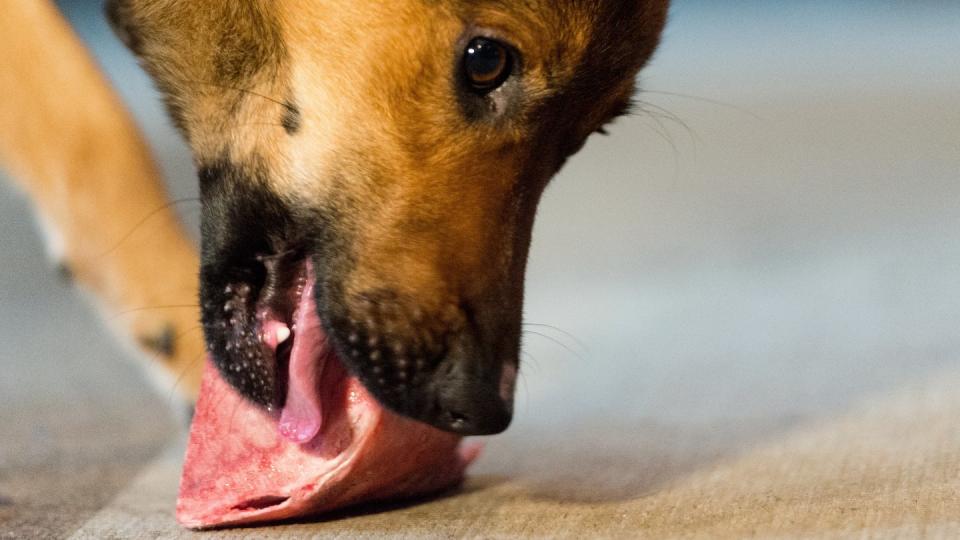 Ein Hund kaut an einem Stück Fleisch.