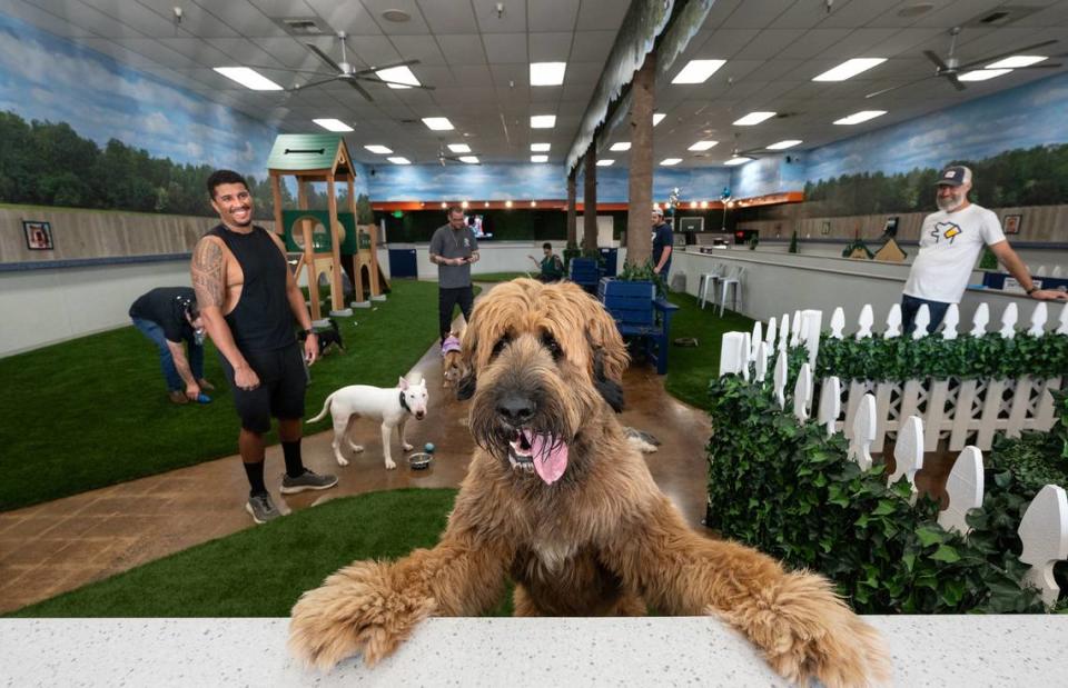 Willow, a saint berdoodle (Saint Bernard poodle mix) poses for a picture at Bark indoor dog park and tap room in Modesto, Calif., Thursday, Oct. 19, 2023.