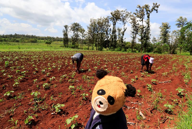 Dorcas Mumbi dressed in a bear hat stands as Mercy Wanjira and Caroline Wangari work at their genetically modified pest resistant Bt cotton variety, in Kimbimbi village of Kirinyaga