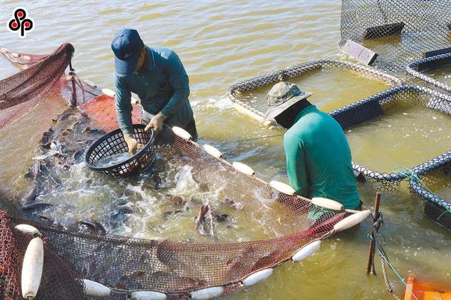 示意圖。圖為石斑魚養殖。（本報系資料照）