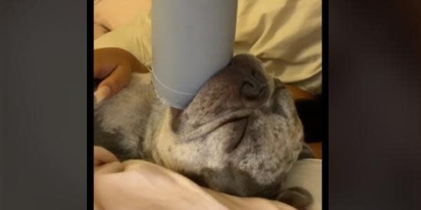 Perrito obsesionado con un vaso de plástico se vuelve viral en TikTok 